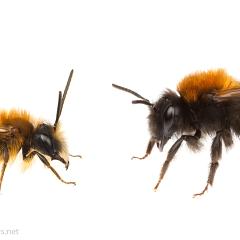 MYN Tawny Mining Bees male and female 